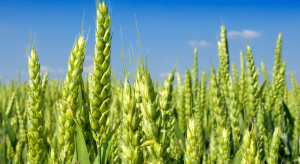 Na Podkarpaciu rolnicy siali kukurydzę - 