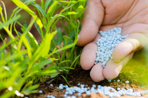Nakarmić glebę, aby odżywić rośliny