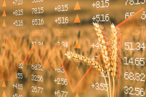 GUS: Rosną ceny na rynku rolnym