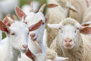 Owce i kozy z dotacjami
