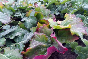 Odmiany rzepaku odporne na szkodniki i zgniliznę twardzikową? Mrzonka czy realna perspektywa?