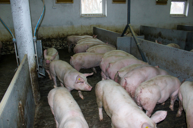 Płynne żywienie świń to szansa na opłacalność