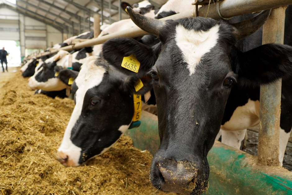 Czy hodowla przemysłowa zwierząt stawia zyski ponad środowisko i