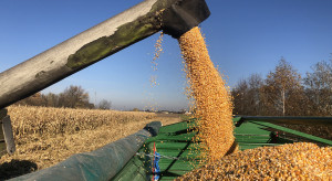 Nowy światowy rekord plonu ziarna kukurydzy uzyskano w systemie no-till