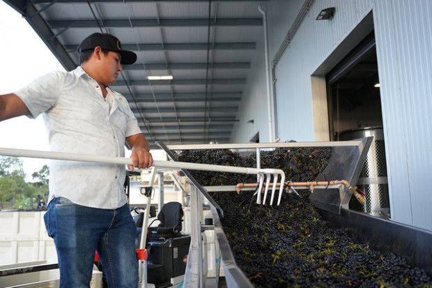 Kalifornijscy winiarze informują o wysokiej jakości zbiorów w 2022 r.