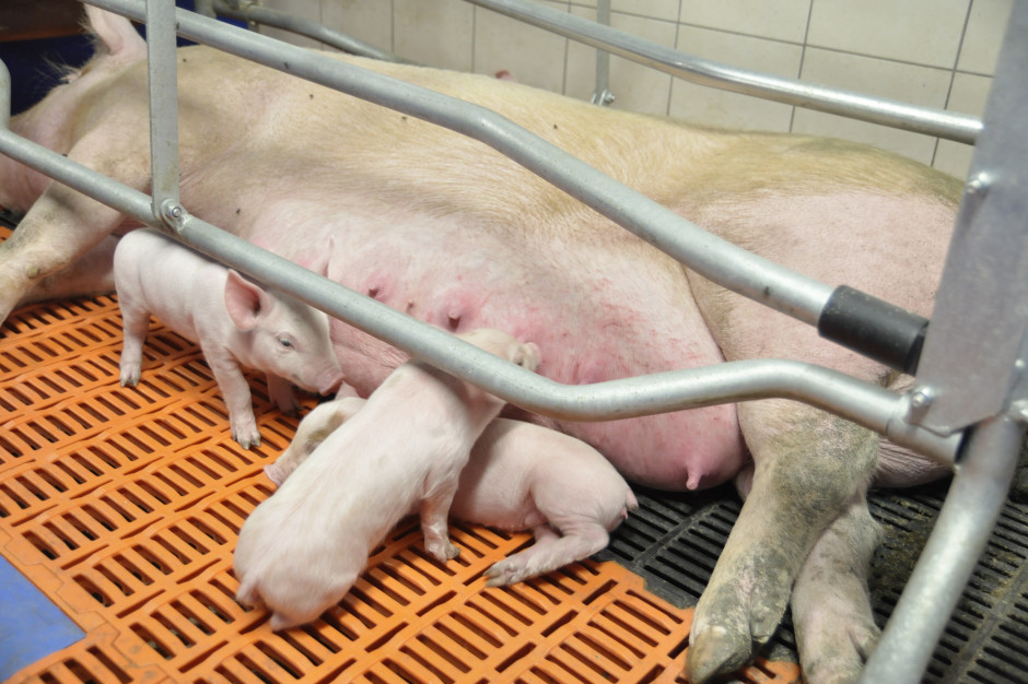 Konieczny jest wybór wydajnej genetyki świń Fot.A.Królak