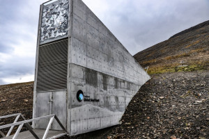 Norwegowie przeznaczą 13 mln dolarów na rozbudowę Globalnego Banku Nasion