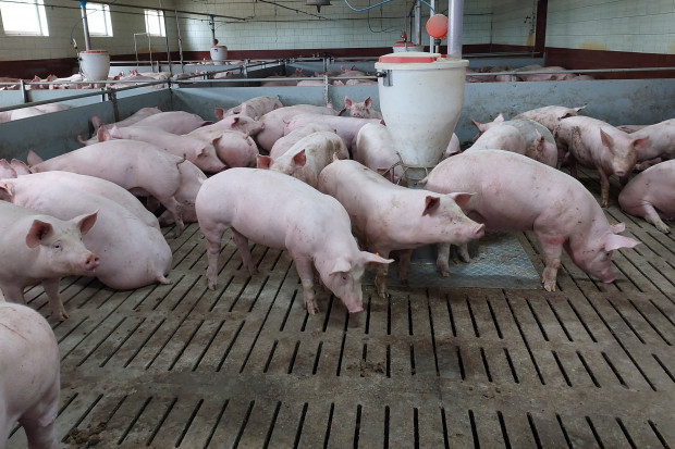 Pod trzodą chlewną załamał sie ruszt. Fot. I.Dyba Stado świń wpadło do gnojowicy, część utonęła