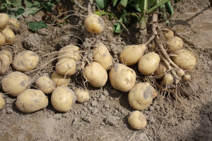 Rolnicy nie mogą sprzedać ekologicznych ziemniaków