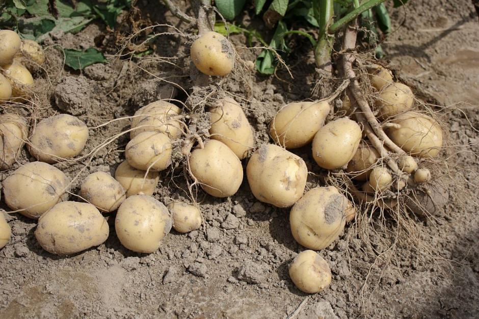Konsumenci częściej sięgaja po tańsze konwencjonalne ziemniaki, Foto: GT