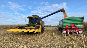 Jakie plony żniw kukurydzianych? Rolnicy są zadowoleni