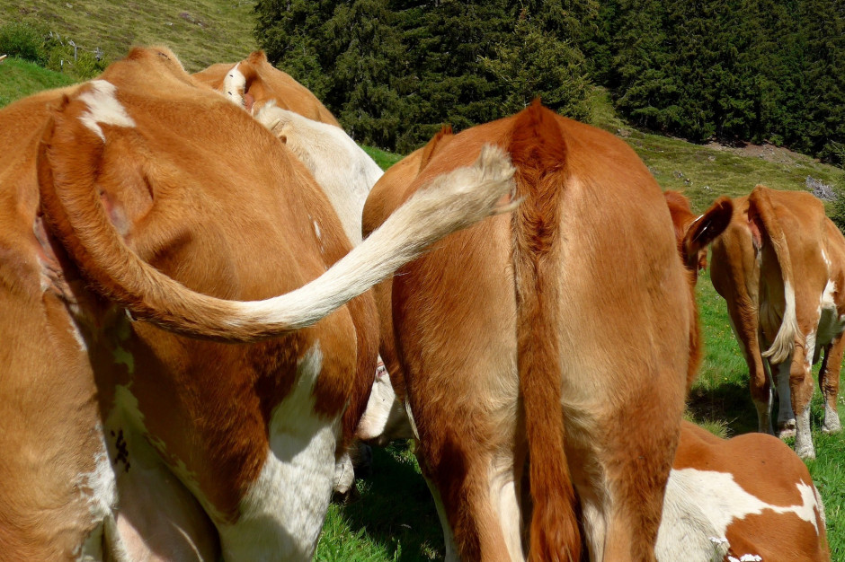 Kluczową kategorią emisji z rolnictwa są tzw. gazy cieplarniane (GHG), fot. pixabay