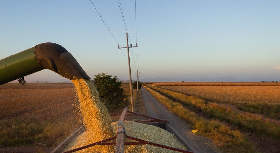 Podstawową uprawą w Meksyku jest kukurydza, fot. angel montoya / Pixabay 