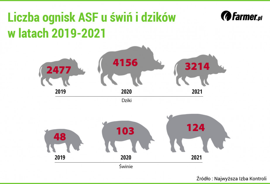 Liczba ognisk ASF u świń i dzików w latach 2019-2021