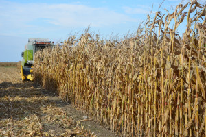 Ceny w skupach mocno w dół. Kukurydza mokra nawet tylko po 650 zł/t