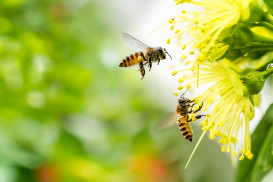 Pyłek kwiatowy ma wiele właściwości zdrowotnych, fot. Shutterstock