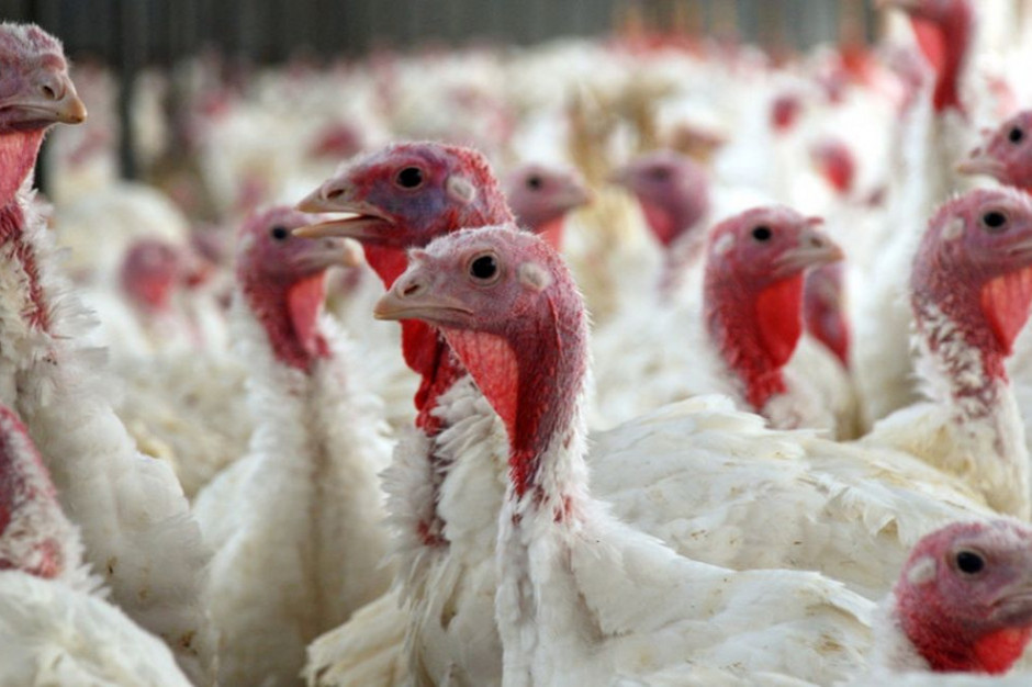 Ptasia grypa zabiła w USA więcej indyków niż będzie ich spożywanych w tym roku w czasie Święto Dziękczynienia; Fot. Shuttertock