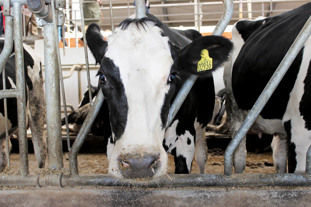 Makroelementy w suplementacji mineralno-witaminowej bydła mlecznego: magnez