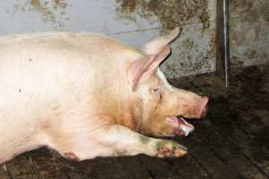Zespół chorobowy układu oddechowego świń
