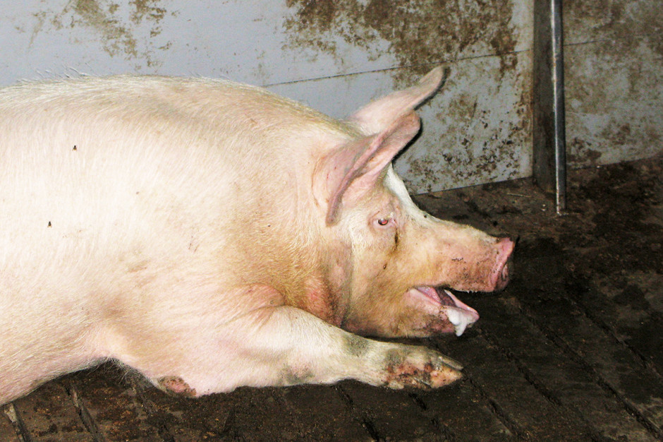W obecnych czasach bardzo duże znaczenie w ochronie zdrowia świń odgrywają tzw. zespoły chorobowe, fot. Arkadiusz Dors