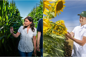 Nowe odmiany kukurydzy i słonecznika marki Pioneer na sezon 2023