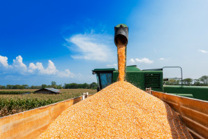Ceny kukurydzy ponownie spadły. Słaba podaż i popyt