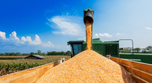 Rumunia chce blokady importu mąki z kukurydzy. Zwróciła się do KE