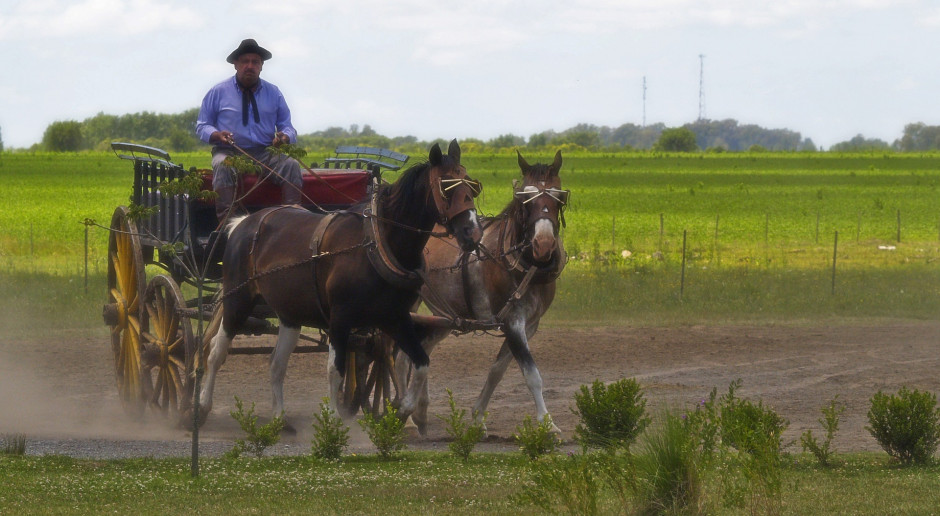 Argentyński kowboj nazywany gaucho. Jest to południowoamerykański pasterz bydła, pracujący na pampach, czyli trawiastych równinach Argentyny, fot. Brigitte Werner / Pixabay   
