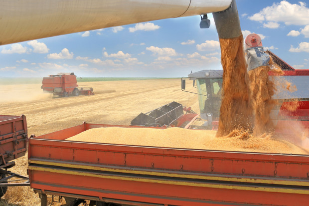 Ukraińskie zbiory zbóż będą o 50-60 proc. niższe niż przed wojną