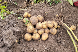 Wiceminister rolnictwa zachęca do uprawy ziemniaków