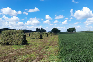 W skupach ziół powoli dobiega koniec sezonu. Herbapol Lublin podsumowuje rok