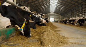 Fałszywe oszczędności w żywieniu bydła. Czego się wystrzegać?
