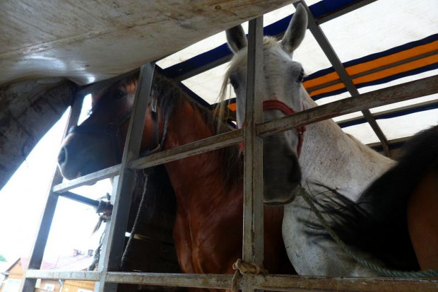 Afera z koniną w UE -  nielegalne transporty zwierząt, mięso niezdatne do spożycia