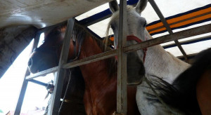Afera z koniną w UE -  nielegalne transporty zwierząt, mięso niezdatne do spożycia