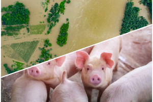 Rolnicy nie są zainteresowani pomocą na wznowienie produkcji?