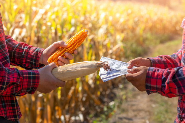 Kłopoty ze sprzedażą mokrej kukurydzy. Izba Zbożowo-Paszowa podaje dane z rynku zbóż