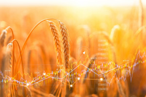 Ceny zbóż na światowych giełdach pogłębiają dołki notowań