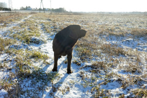 Powieje chłodem i trochę śniegiem. Prognoza pogody na 8 i 9 grudnia