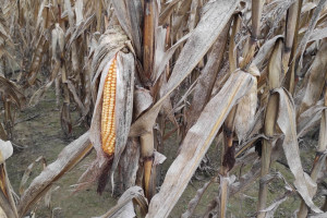 Producenci rolni podnoszą głos w sprawie importu kukurydzy