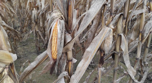 Producenci rolni podnoszą głos w sprawie importu kukurydzy