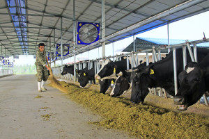 Chińska branża mleczarska chce się rozwijać. Liczy na międzynarodowe wsparcie naukowo-technicznej