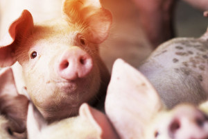 O pomoc dla producentów świń ubiegało się ponad 34 tys. rolników
