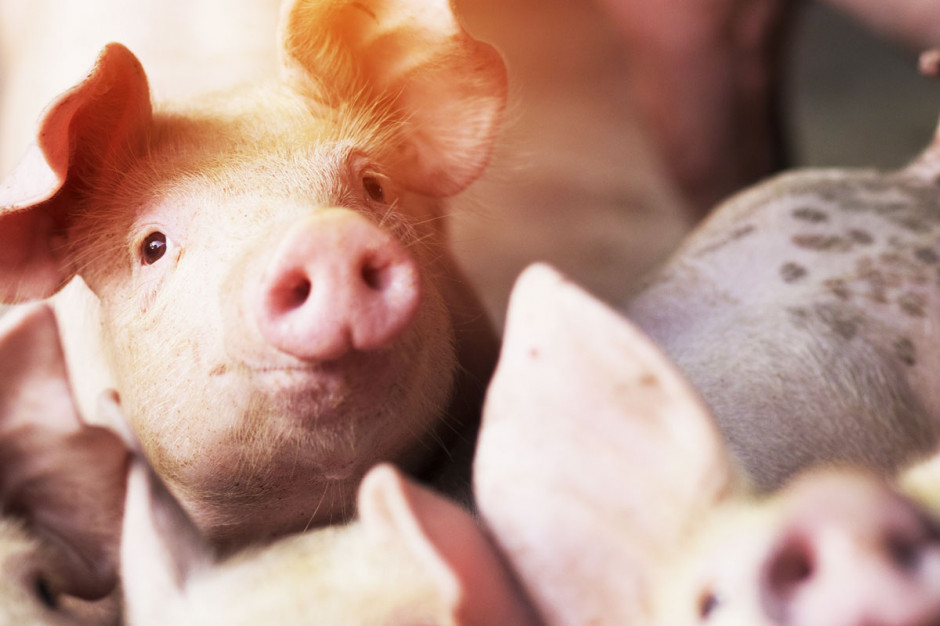 7 lutego zakończyło się przyjmowanie wniosków o wsparcie dla producentów świń Fot.Shutterstock