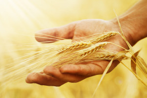 Odmiany zbóż polecane w rolnictwie ekologicznym