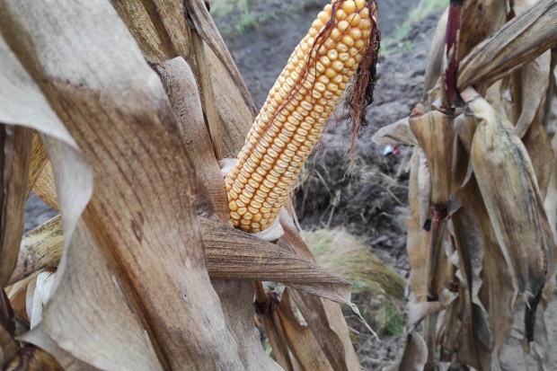 Żniwa kukurydziane na finiszu. Ile kukurydzy pozostało jeszcze do zbioru?
