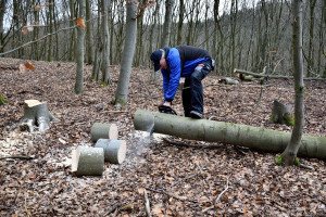 Plaga kradzieży drewna w szwedzkich parkach narodowych