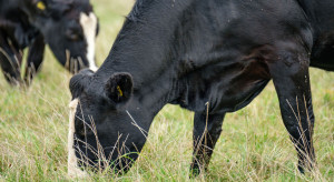 Meat industry: cattle of dairy breeds - with the QMP quality mark