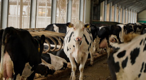 Dobrostan bydła a zrównoważona produkcja mleka i mięsa wołowego