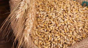 Ceny zbóż 23.08.2023. Spadek notowań większości zbóż na światowych rynkach