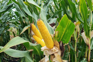 Co oznacza liczba FAO w kukurydzy?